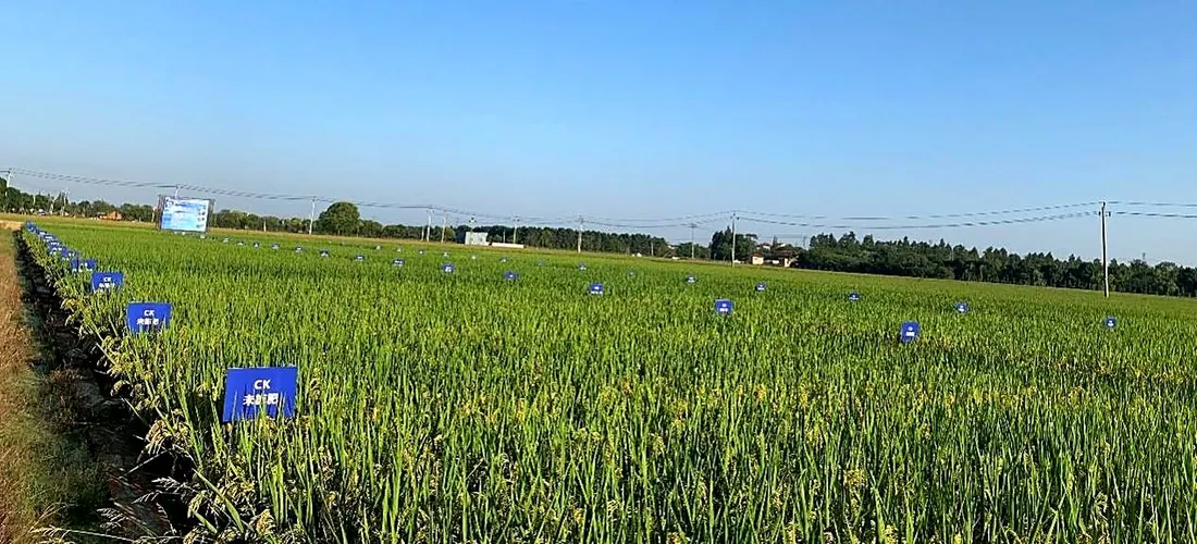 High-standard rice farmland trial base treated with Tongao biochar soil amendment